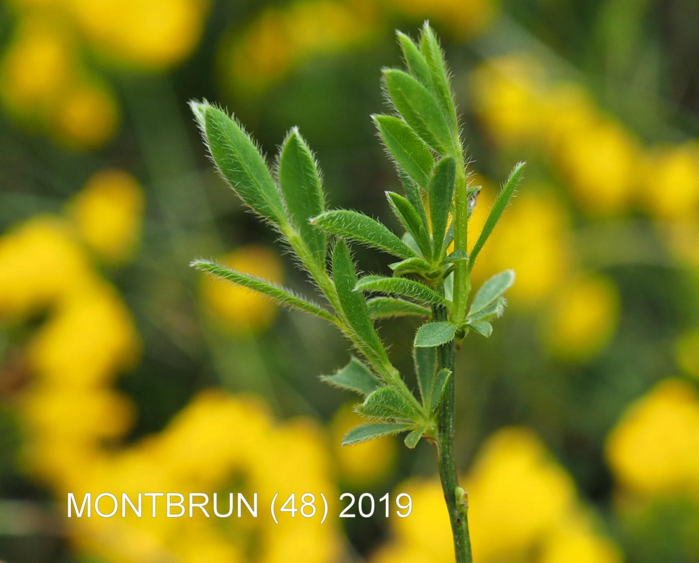 Broom, [creeping] leaf